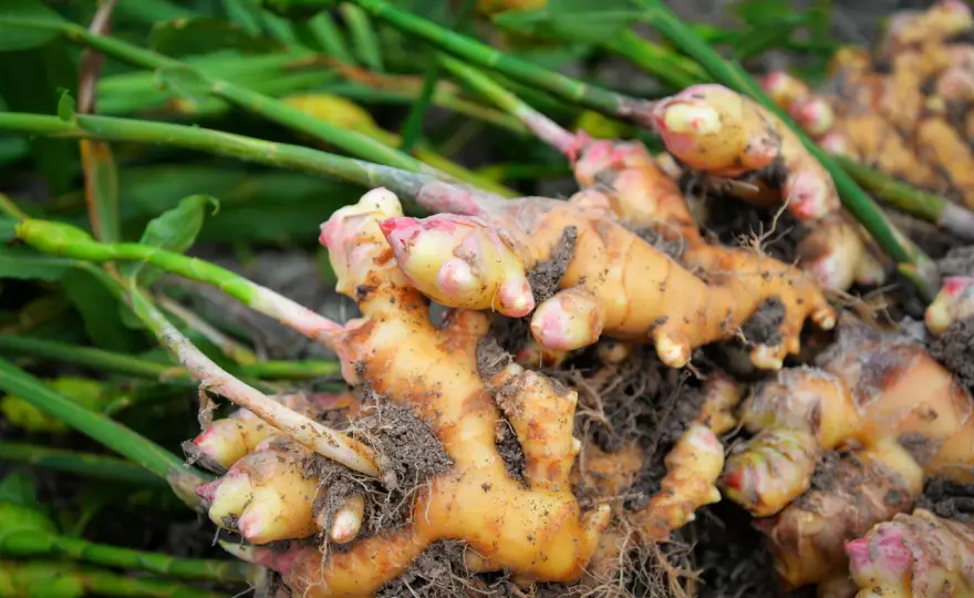 Ingwer anbauen in Deutschland - So gelingt die Ernte!