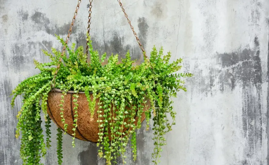 Plantas colgantes de exterior - Guía para un balcón perfecto