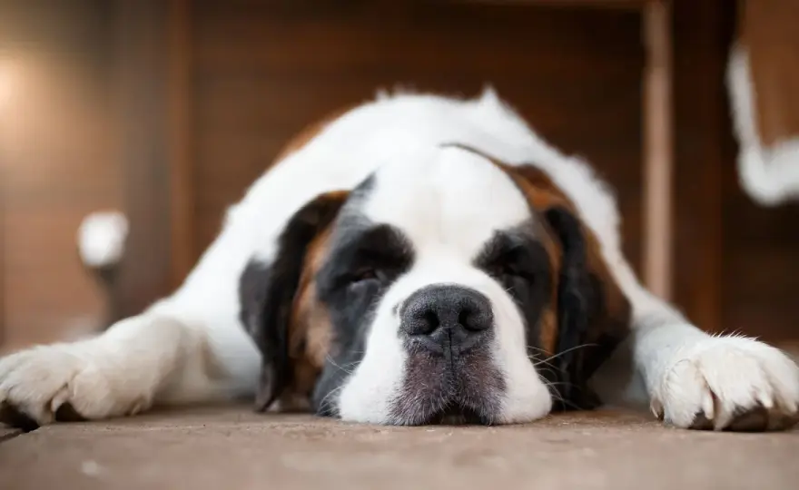 Gases en perros - ¿Cuándo preocuparse y cómo ayudarlo?