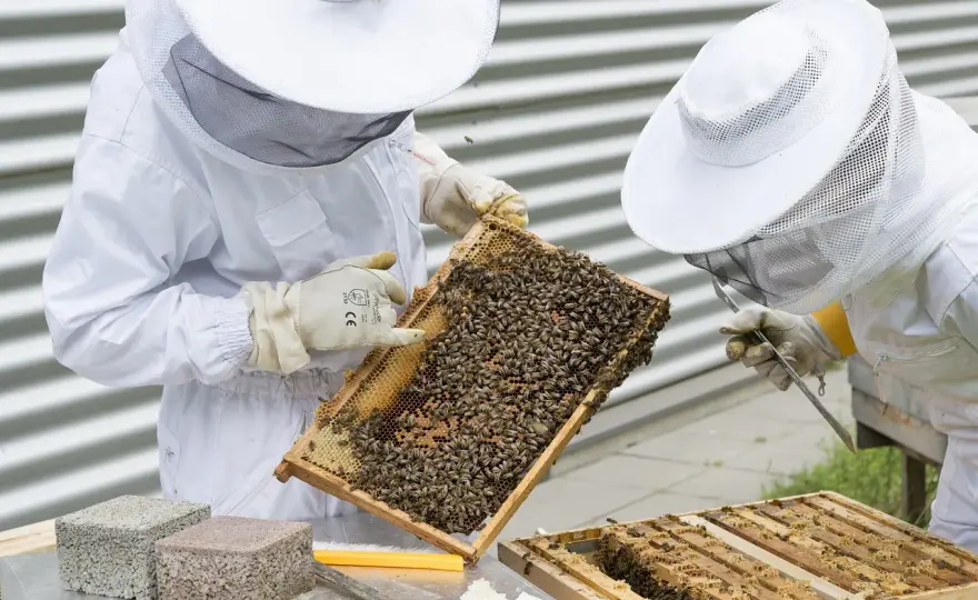 Ile miodu produkuje jedna pszczoła? Zaskakująco mało