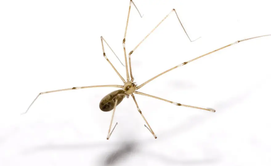 Är dallerspindeln giftig? Så farlig är den i hemmet