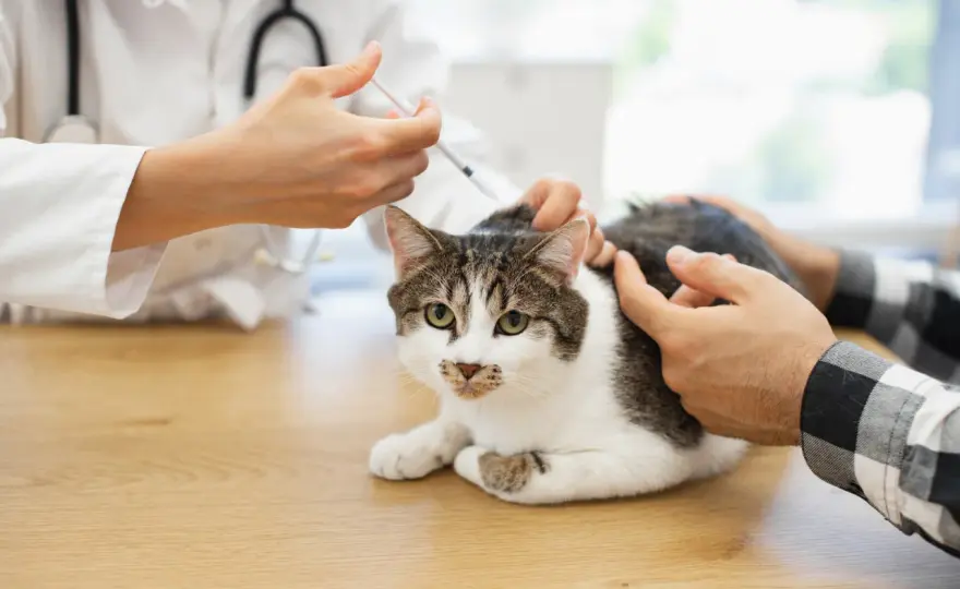 Katzenimpfung - was Kitten, Freigänger und Wohnungskatzen brauchen