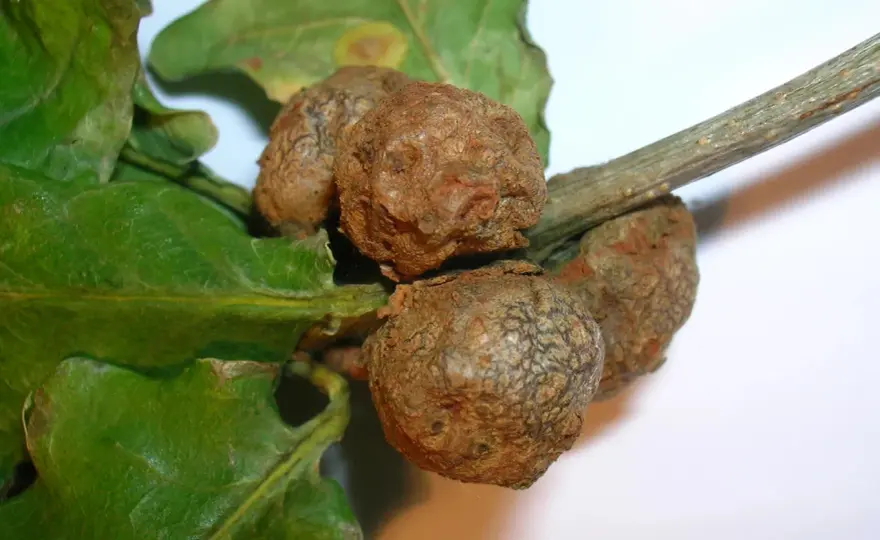 Narośla na dębie - Choroba czy natura? Rozwiewamy wątpliwości!