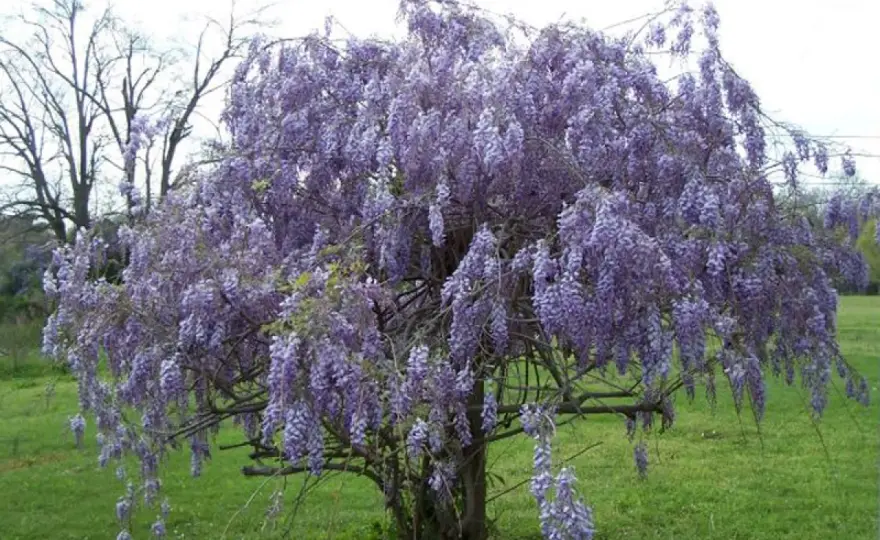 Glycine en arbre - La méthode pour une floraison parfaite