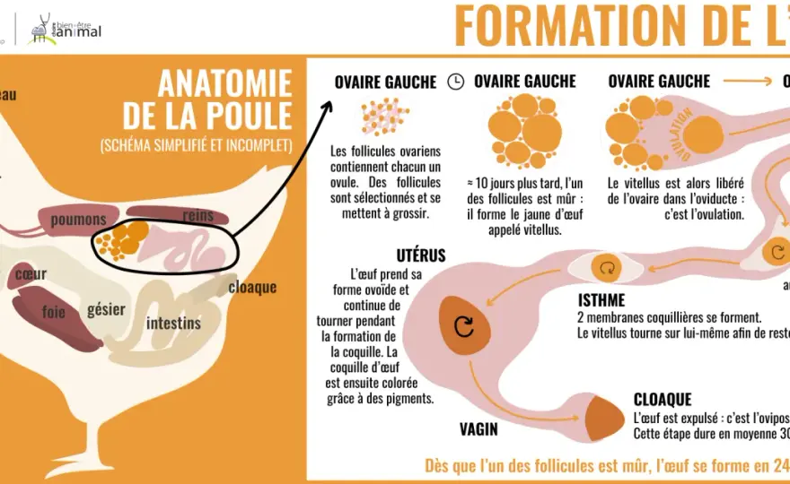 Poule - Inflammation oviducte - Plus qu'un souci de ponte ?