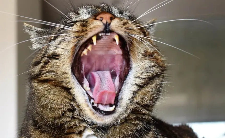 Mal aliento en gatos - ¿Problema dental o algo más?