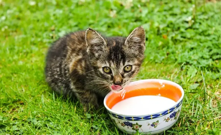Czy koty mogą pić mleko? Prawda o laktozie i diecie kota