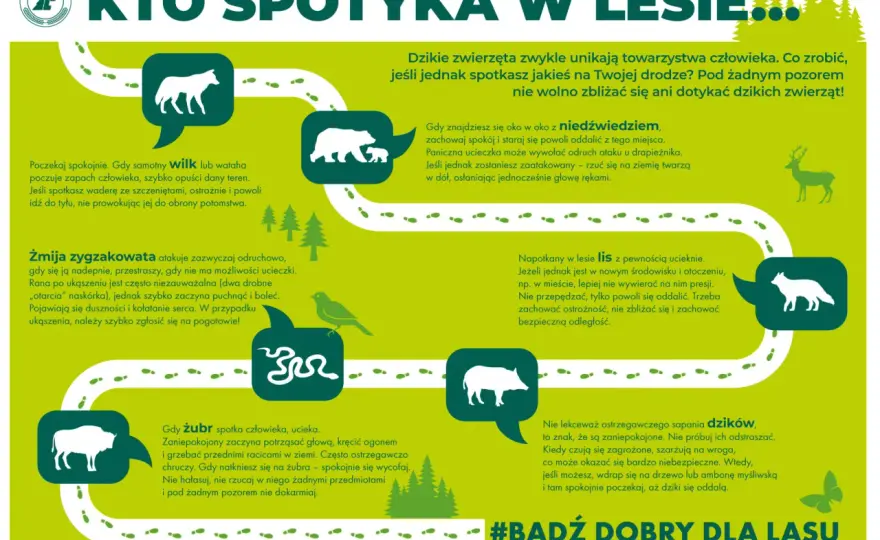 Dzikie zwierzęta w Polsce - Gdzie je spotkać i jak chronić?