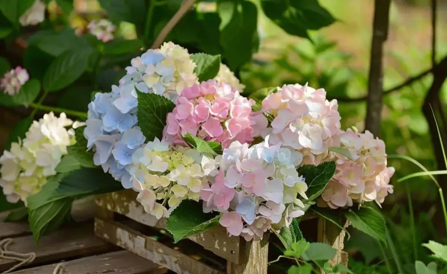 Quand déplacer un hortensia pour favoriser sa reprise ?