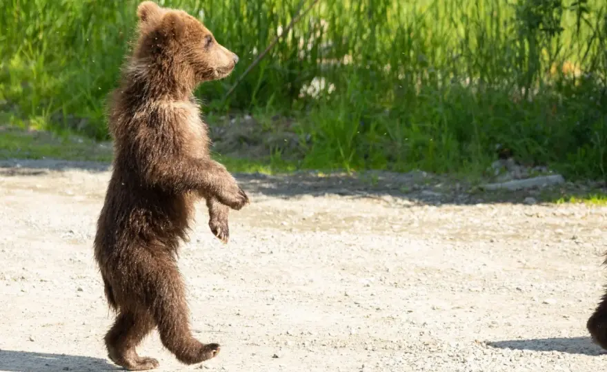 Oso de pie - ¿Amenaza o curiosidad? Descubre su significado