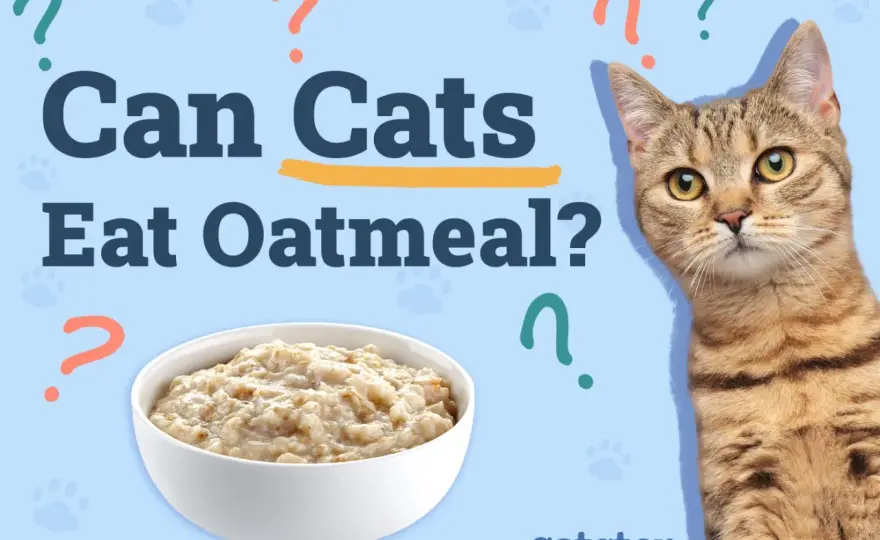Can Cats Eat Oatmeal? The Safe Way to Share
