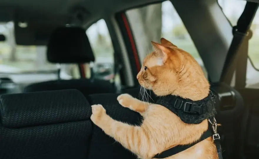 Chat miaule en voiture - 5 astuces pour des trajets calmes