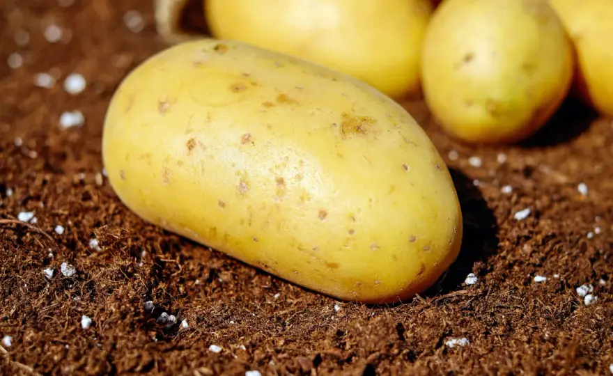 Kalkstickstoff in Kartoffeln - Wann er sich wirklich lohnt