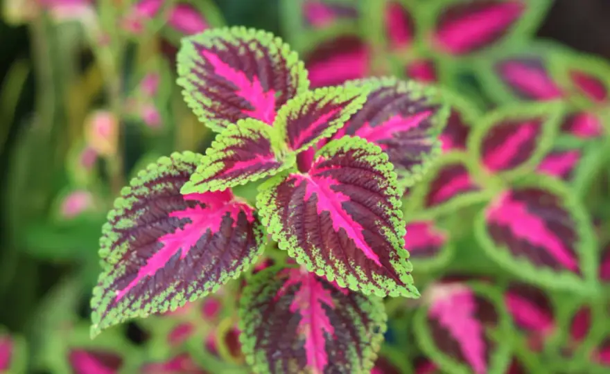 Plantes à feuillage rouge - Le guide pour une couleur éclatante