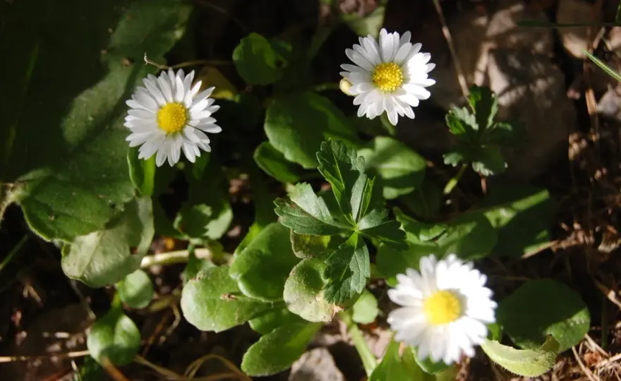 Tusensköna - Odla den rätt för en blomstrande vår