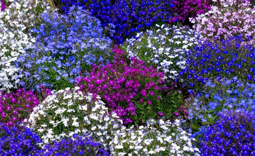 Lobelia - jak długo kwitnie? Przedłuż sezon na balkonie!