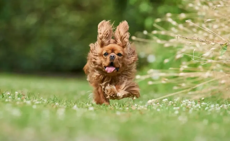 Cuánto cuesta adoptar un perro - Cuota y gastos reales