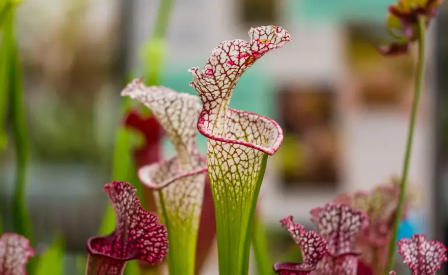 Sarracenia - Coltivazione perfetta: luce, acqua e substrato