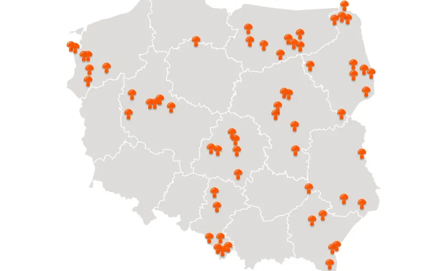 Gdzie na grzyby z noclegiem? Odkryj najlepsze miejsca w Polsce!