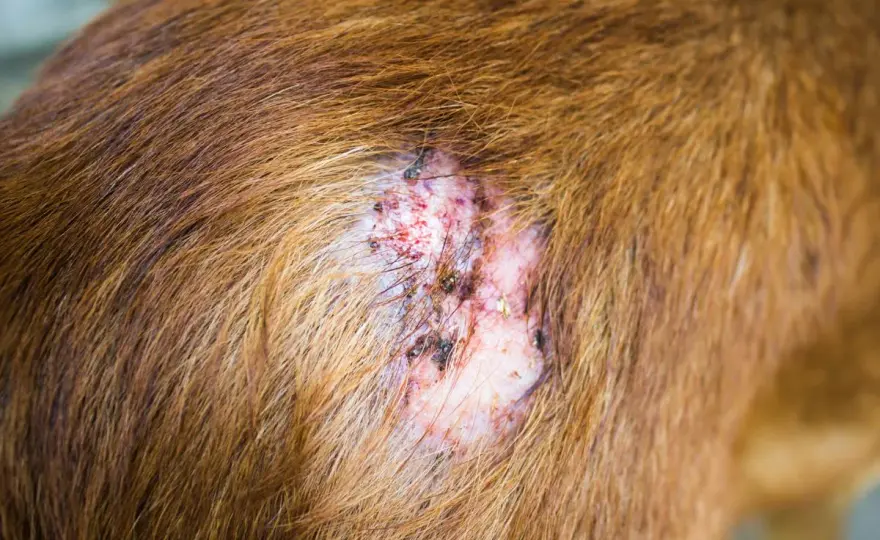Sarna en perros: ¿Cómo detectar los primeros síntomas?