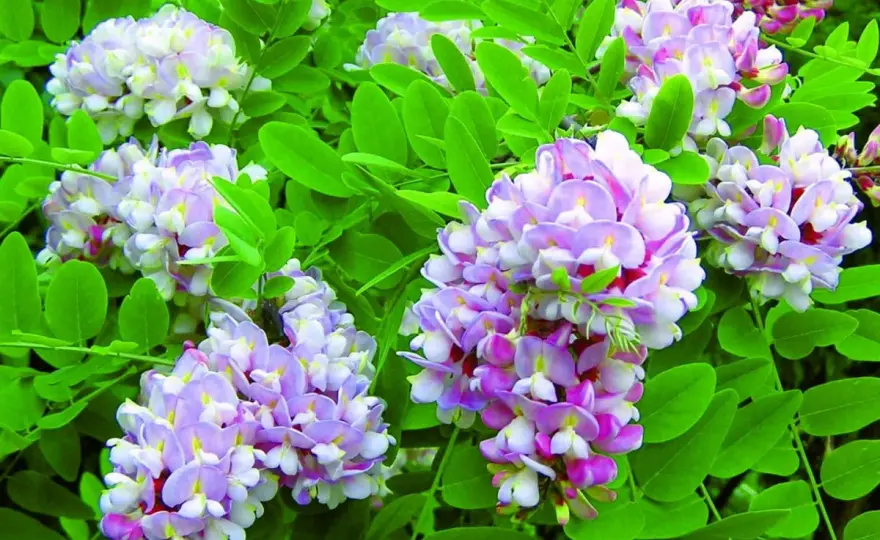 Robinia akacjowa 'Umbraculifera' - Jak ją sadzić i pielęgnować?