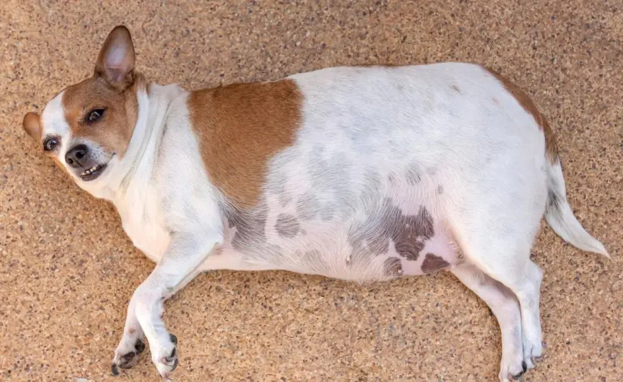Cola hinchada en perros - ¿Qué hacer y cuándo ir al veterinario?
