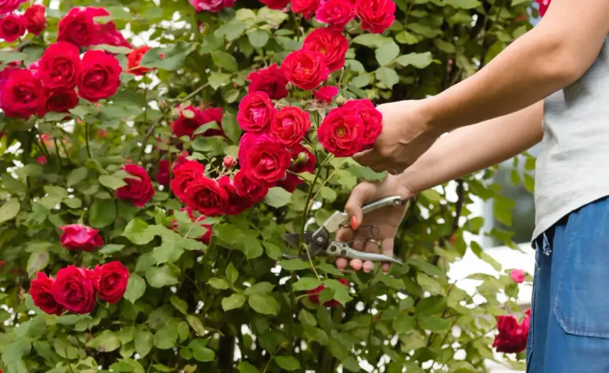 Come curare le rose - Guida pratica per fioriture perfette