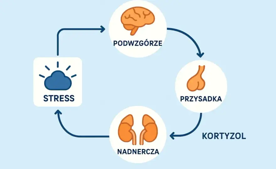 Kortyzol - jak czytać wyniki i kiedy to hormon stresu?