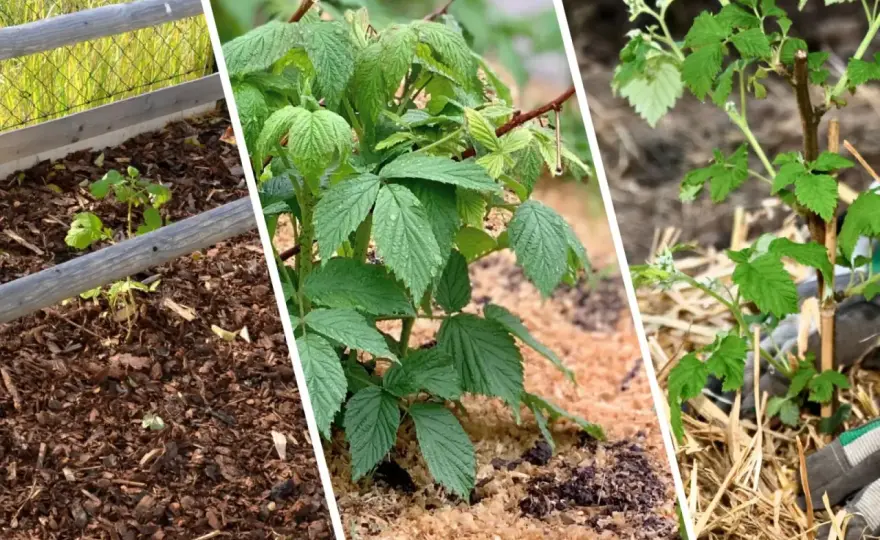 Ściółkowanie malin - Co wybrać, by rosły zdrowo?