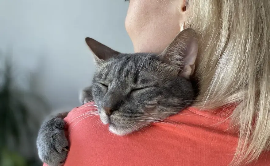 Is Your Cat Bonded With You? 7 Clear Signs to Look For