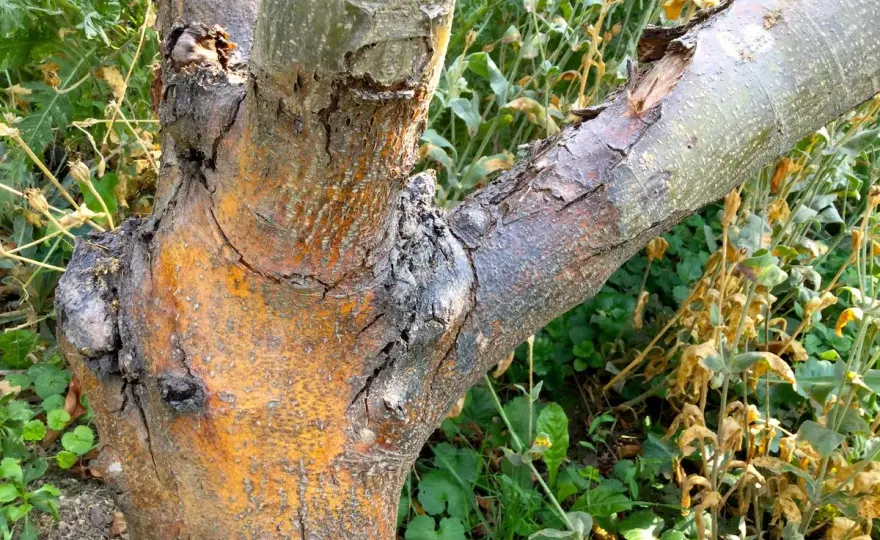 Apfelbaum-Pilz am Stamm? So rettest du deinen Baum!