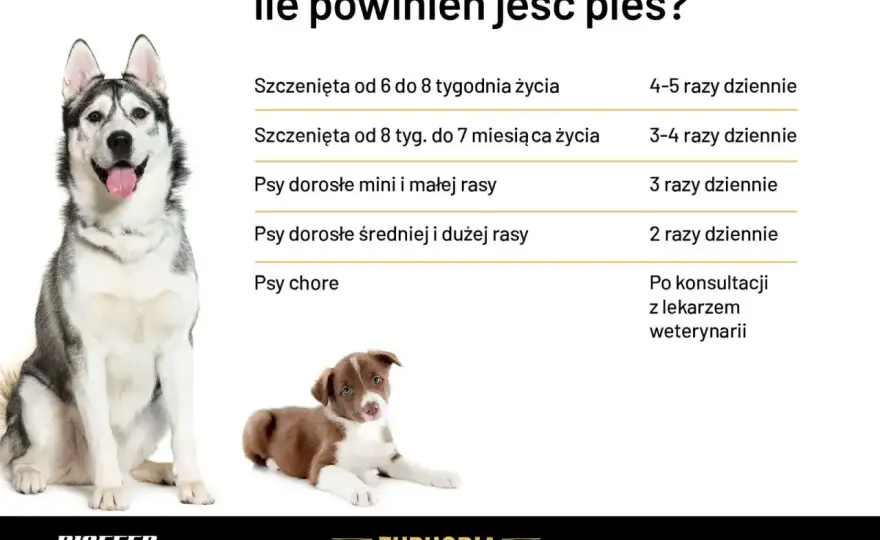 Zapotrzebowanie kaloryczne psa - jak policzyć porcję karmy?