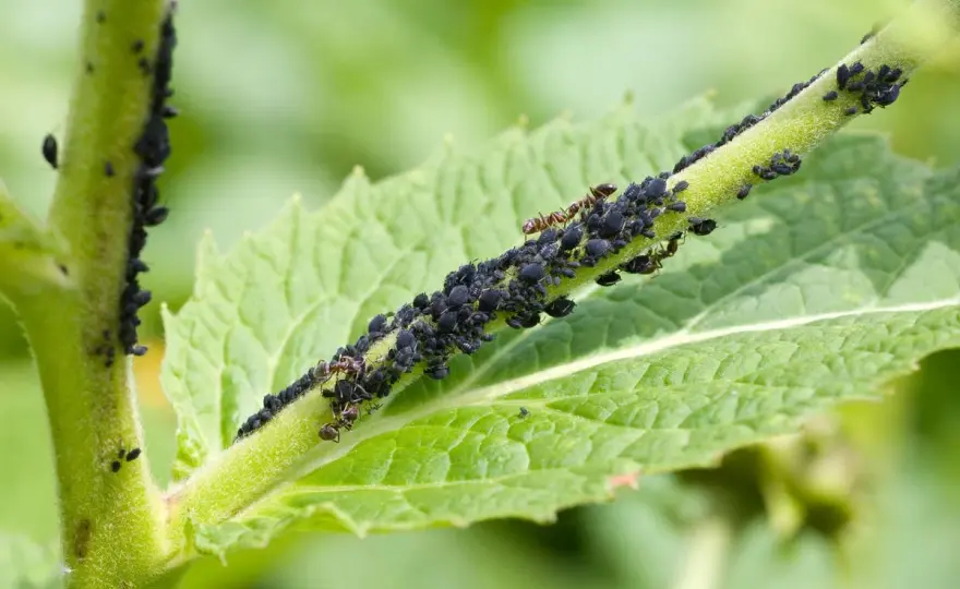 Pucerons au jardin - quelles plantes les attirent ?