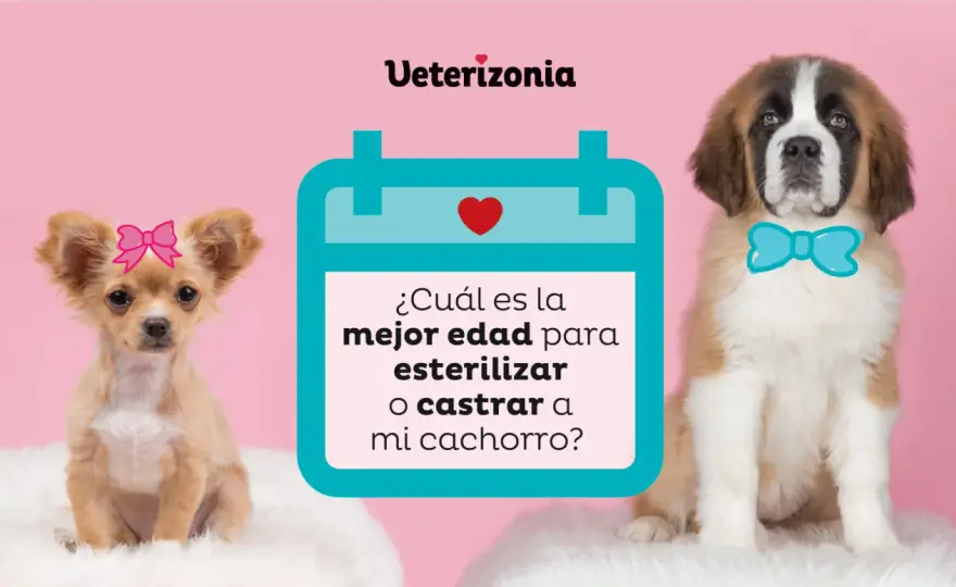 Castrar a tu perro - ¿Cuándo, por qué y cómo decidir?