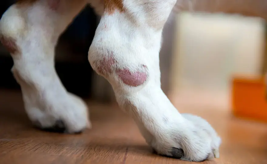 Insektenstich beim Hund - wann Schwellung harmlos bleibt