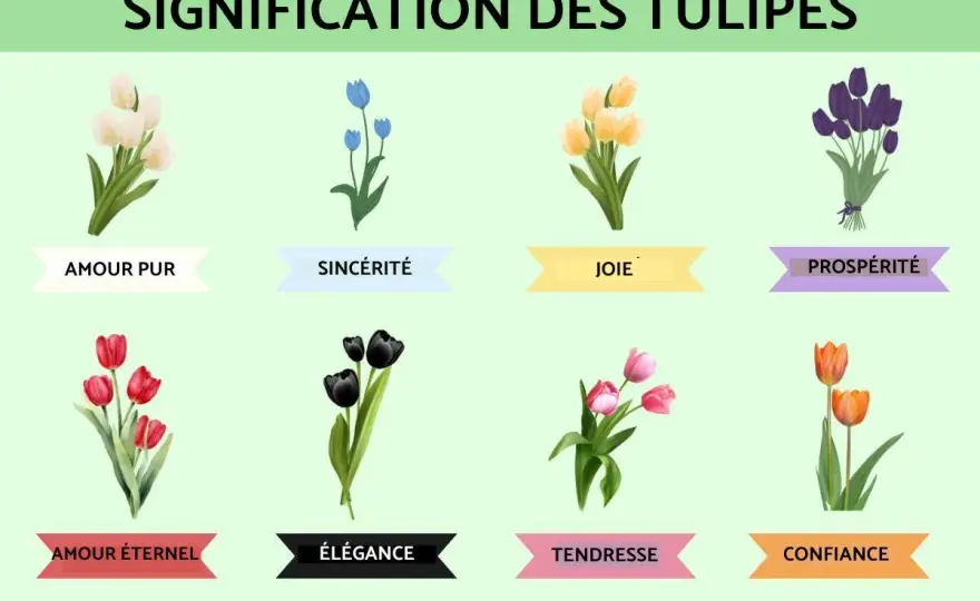 Tulipe - Signification spirituelle et langage des couleurs