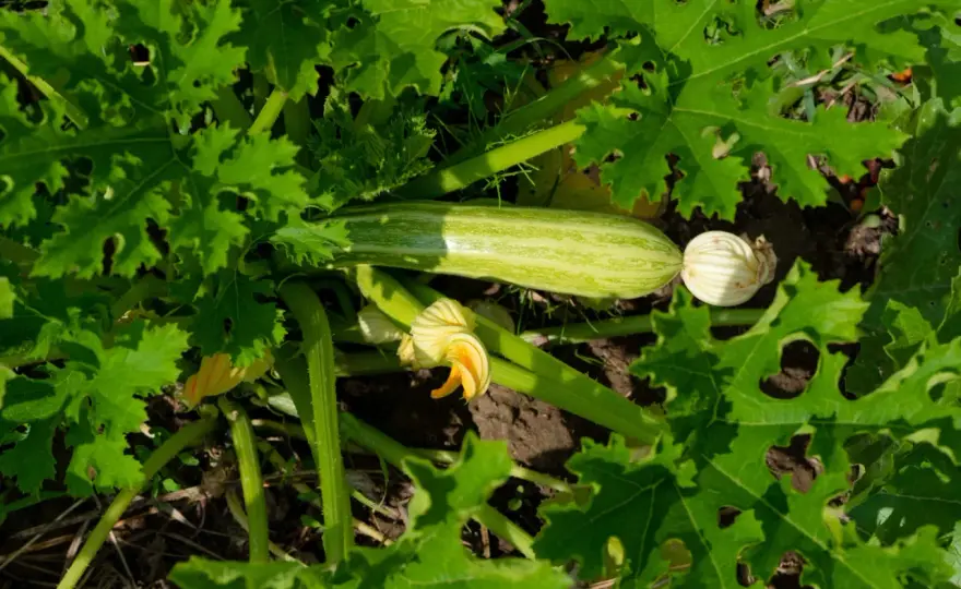 Arrosage des courgettes - faut-il arroser tous les jours ?