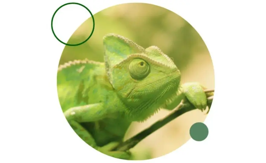 Qué reptiles tener en España - Guía legal y práctica