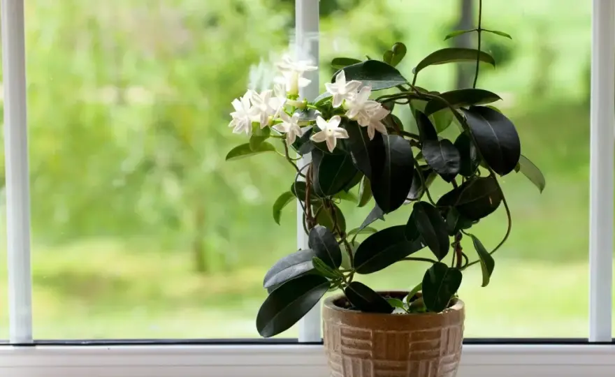 Gelsomino da appartamento - La guida per farlo fiorire in casa