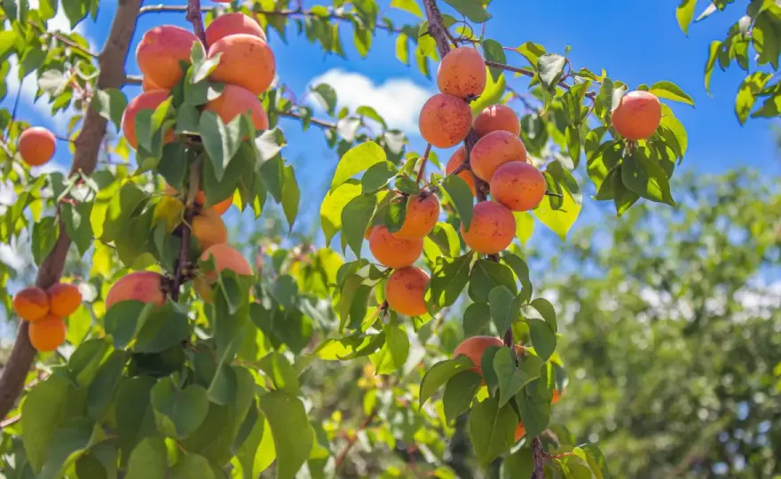Abricotier au jardin - quelle exposition pour bien récolter ?