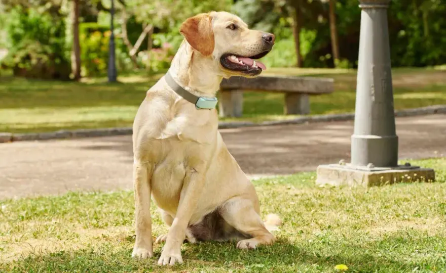 Mi perro respira raro - ¿Ahogo o jadeo normal? Guía rápida