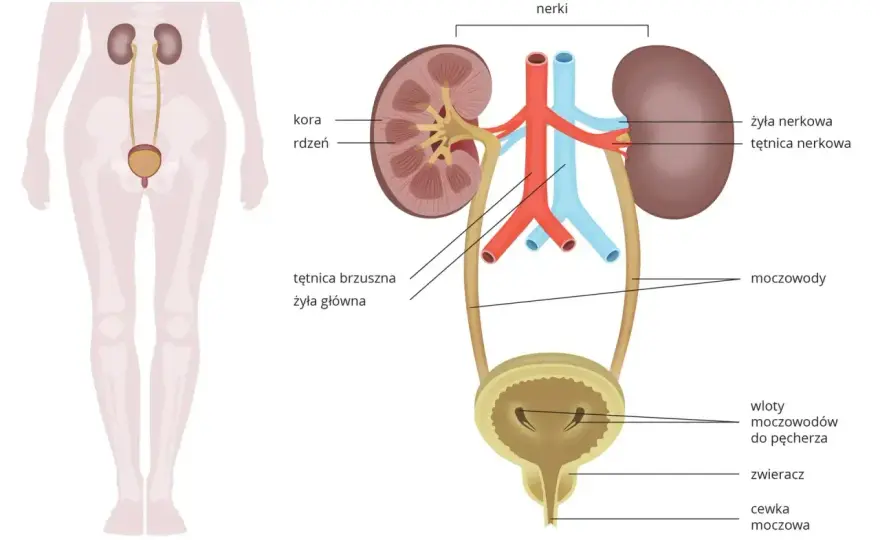 Pęcherz moczowy - anatomia, działanie i najczęstsze problemy