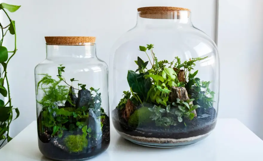Flaschengarten anlegen - so gelingt der Mini-Dschungel im Glas
