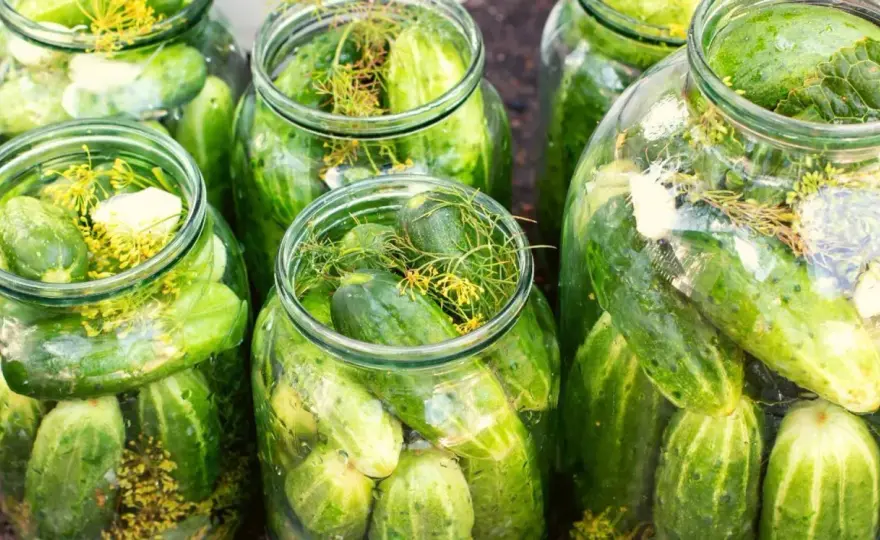Czy ogórki kiszone trzeba pasteryzować? Odkryj prawdę o kiszeniu