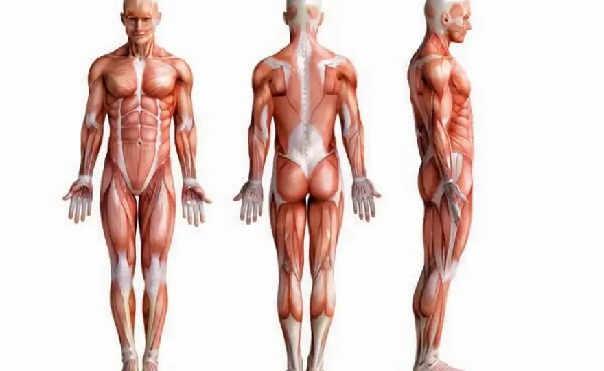 Bauchfaszien: Anatomie, Funktion & Schmerzen verstehen