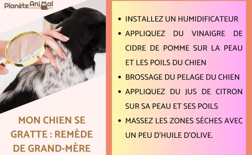 Chien qui se gratte - Remèdes naturels et quand consulter?