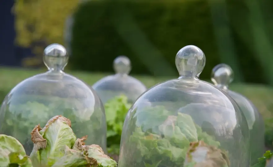 Potager sans limaces - Les vraies méthodes naturelles