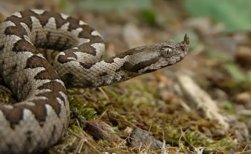 Serpiente con cuernos - ¿Qué es y cómo actuar?