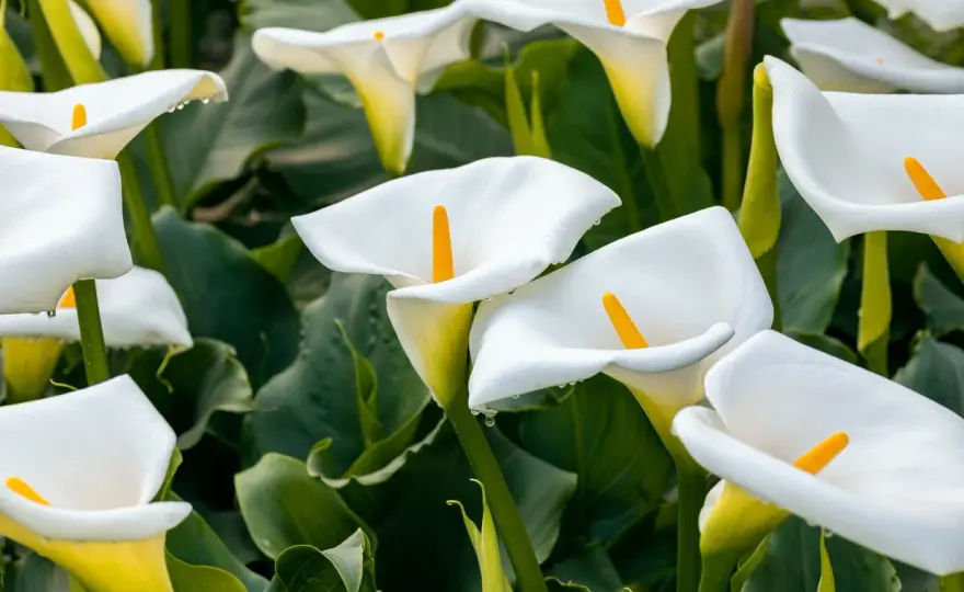 Calla Zantedeschia - Culture et entretien parfait pour fleurir