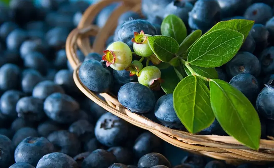 Blaubeeren in der Schwangerschaft - Worauf du wirklich achten musst